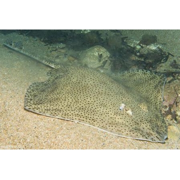 Raja Brachyura 【RAYA BOCA DE ROSA】 Ficha Técnica Completa