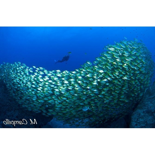 Pomadasys Incisus. 【PEZ RONCADOR】 Folha Técnica Completa