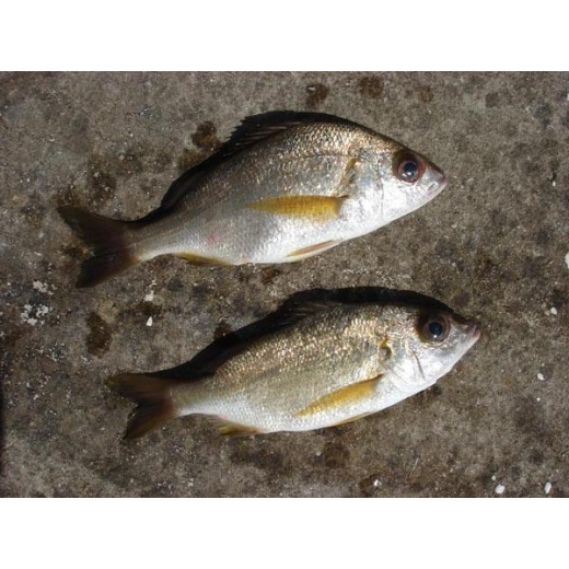 Pomadasys Incisus. 【PEZ RONCADOR】 Folha Técnica Completa