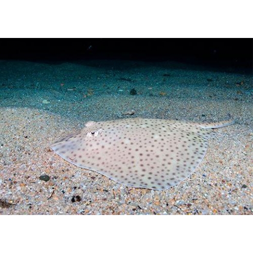 Raja Brachyura 【RAYA BOCA DE ROSA】 Ficha Técnica Completa