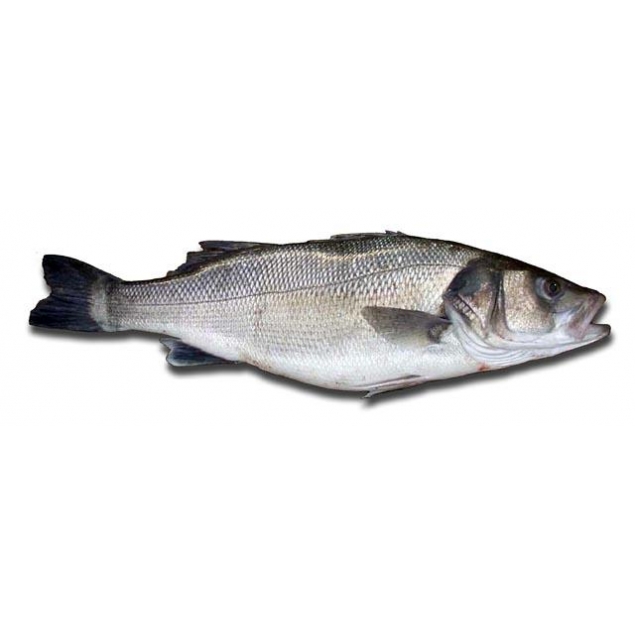 La Lubina 【DICENTRARCHUS LABRAX】 Ficha Técnica Completa