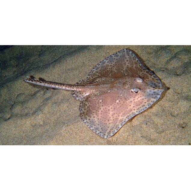 Raja Brachyura 【RAYA BOCA DE ROSA】 Ficha Técnica Completa