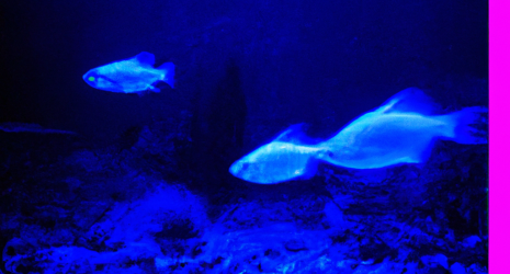 14. Cuánto tiempo deben estar encendidas las luces del acuario