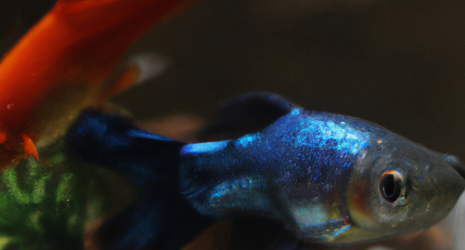 17. Cómo introducir nuevos peces al acuario de forma segura