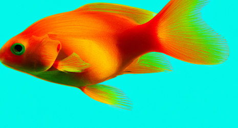 41. Cómo evitar que los peces salten fuera del acuario