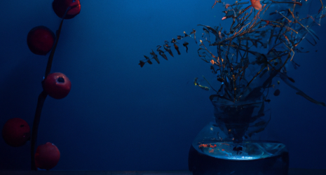 45. Cómo lograr un equilibrio adecuado entre plantas y peces en el acuario