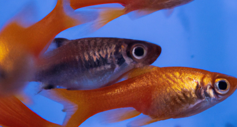 6. Cuál es la cantidad adecuada de peces para un acuario