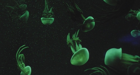Los acuarios con plantas naturales más fáciles de mantener