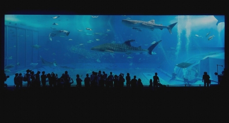 Acuarios de estilo japonés: una forma elegante de integrar la serenidad del agua en tu hogar.
