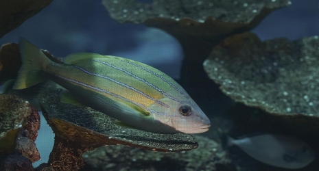 Descubre cuál es el acuario marino ideal para principiantes