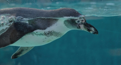 Refleja tu estilo con un acuario a medida que se convierta en la pieza central de tu hogar.
