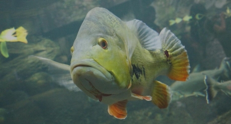 8. ¿Existen alimentadores automáticos para peces?