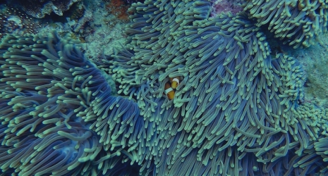 Los acuarios de agua salada con corales y anémonas son una espectacular obra de arte natural en tu hogar.