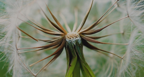 Acuarios con plantas naturales: un ecosistema en tu casa
