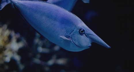 Acuarios con tecnología de autoalimentación: la solución para tus peces cuando estás fuera de casa