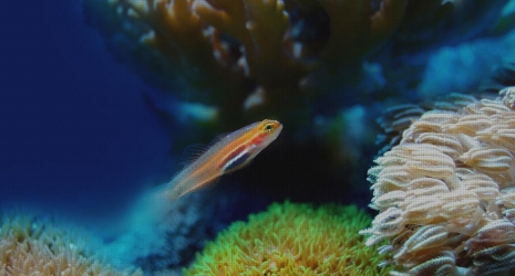 Explora los acuarios de agua salada más elegantes para tu sala de estar