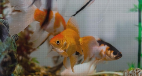 Acuarios de pared: la forma más original de decorar tu casa con peces