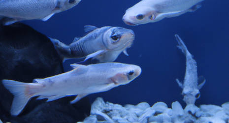 Acuarios marinos de aguas profundas: desafíos y maravillas