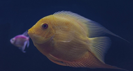 Los acuarios más populares para principiantes // Descubre cuál es el acuario ideal para peces tropicales // Comparativa: