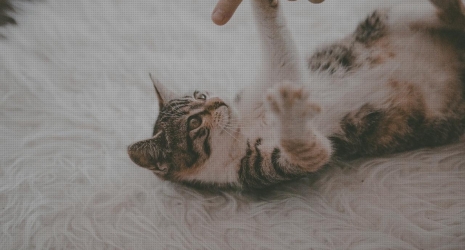 ¿Es recomendable utilizar alfombras de colores intensos en una decoración minimalista?