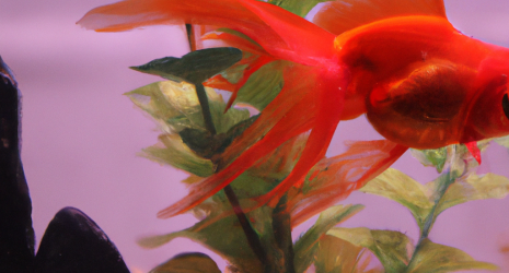 Añade un toque de sofisticación a tu acuario con estos consejos
