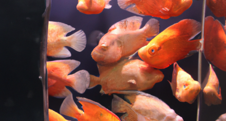 Análisis de la competitividad de los criaderos de peces a nivel global