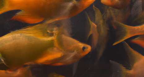 Análisis de la huella de carbono de los criaderos de peces