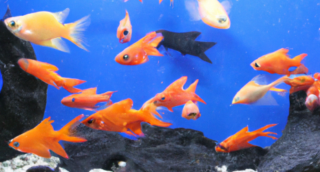 Beneficios de la diversificación de especies en un criadero de peces