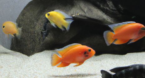 ¿Cómo decorar un acuario de forma adecuada para los peces?