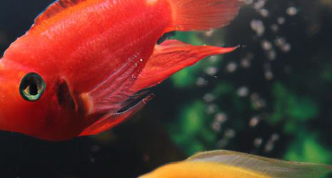 ¿Cómo elegir la decoración que favorezca la reproducción de los peces del acuario?