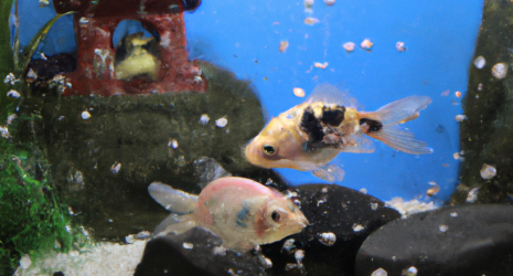 Cómo elegir la iluminación ideal para tu acuario