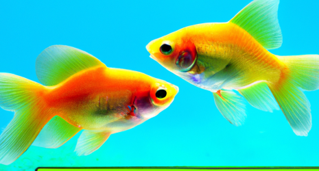 ¿Cómo eligen pareja los peces de agua dulce?