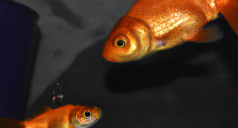 ¿Cómo evitar el cansancio de los peces de agua fría en acuarios grandes?