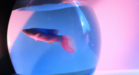¿Cómo evitar que los peces del acuario se lastimen al chocar con objetos?