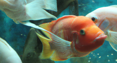 ¿Cómo evitar que los peces del acuario sufran cambios bruscos de temperatura?