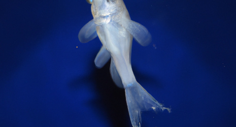 ¿Cómo identificar y tratar enfermedades comunes en los peces de acuario?