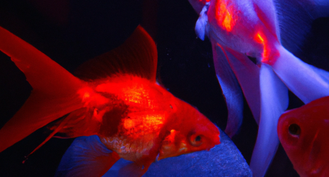 ¿Cómo influyen los eventos climáticos extremos en los peces?