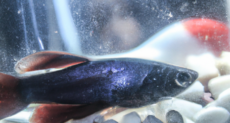 ¿Cómo prevenir enfermedades en los peces de agua fría?