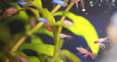 ¿Cómo prevenir la aparición de pulgones en las plantas de interior?