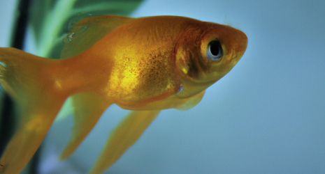 ¿Cómo realizar la aclimatación de nuevos peces de agua fría en el acuario?