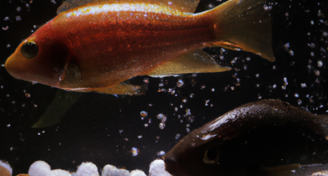 ¿Cómo se adaptan los peces de agua dulce a aguas con diferentes niveles de acidez?