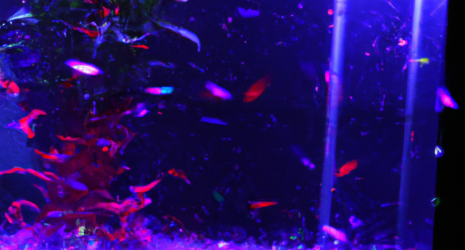 ¿Cómo se evita la contaminación del agua en un acuario plantado?
