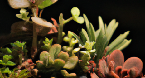 ¿Cómo se puede crear un jardín de suculentas?