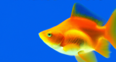 ¿Cómo se relacionan los peces de agua dulce con los factores climáticos?