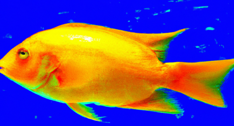 Comparativa de los mejores alimentos para peces tropicales