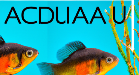 Consejos de expertos para un mantenimiento eficaz del acuario