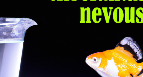 Consejos para evitar enfermedades en los peces de tu acuario
