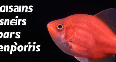 Consejos para evitar la proliferación de parásitos en un acuario