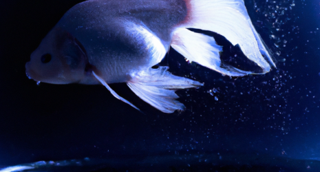 Convierte tu acuario en una obra de arte contemporáneo