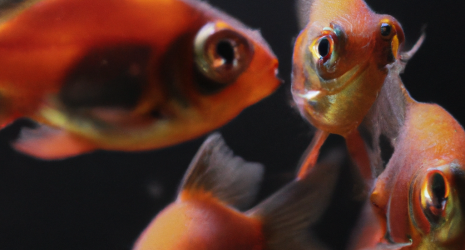 ¿Cuál es el impacto de los contaminantes químicos en la salud de los peces criados en cautiverio?
